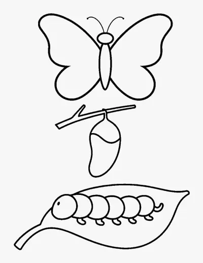 Butterfly Life Cycle coloring page