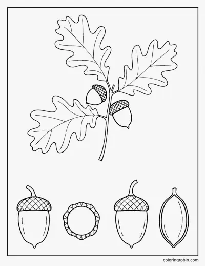 Acorn Botanical Study coloring page