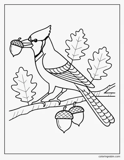 Blue Jay with an Acorn coloring page