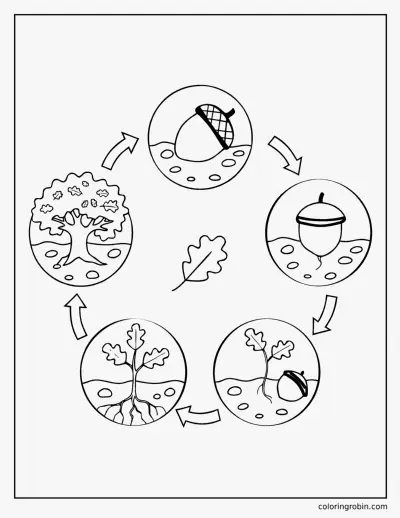 Oak Tree Life Cycle coloring page