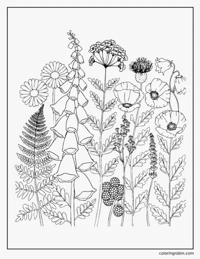 Botanical Wildflowers coloring page