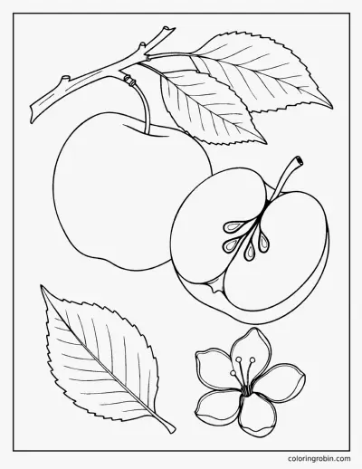Botanical Apple coloring page