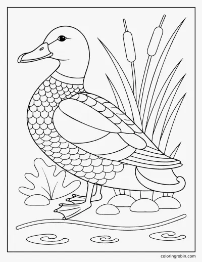 Mallard Drake in Detail coloring page