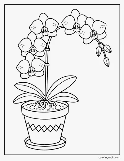 Orchid in a Pot coloring page