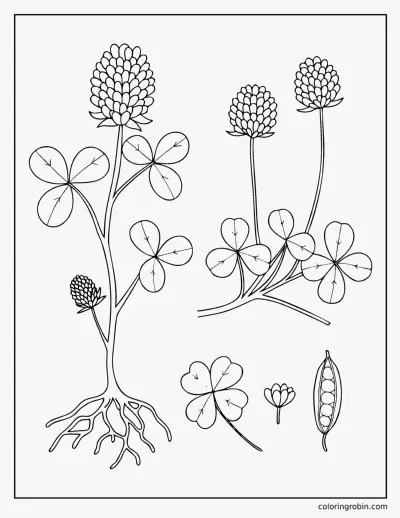 Clover Botanical Study coloring page