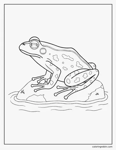 Realistic Frog coloring page