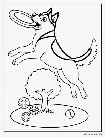Husky Catching a Frisbee coloring page