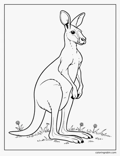 Realistic Red Kangaroo coloring page