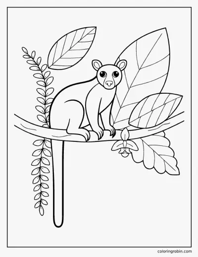 Tree Kangaroo coloring page