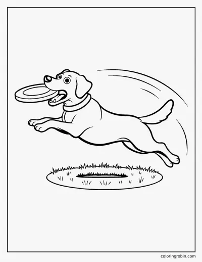 Labrador Catching a Flying Disc coloring page