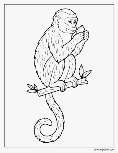 Realistic Capuchin Monkey coloring page