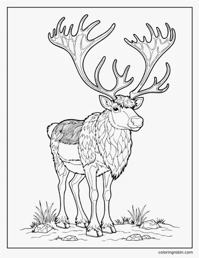 Realistic Reindeer coloring page