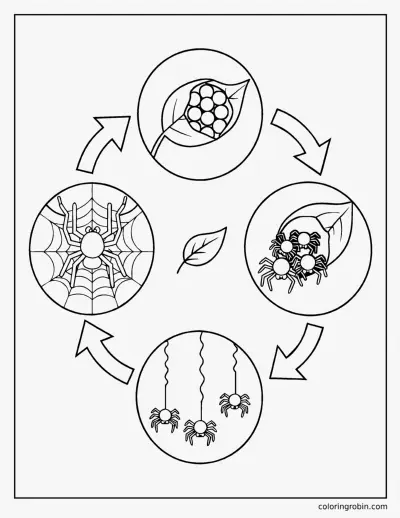 Spider Life Cycle coloring page