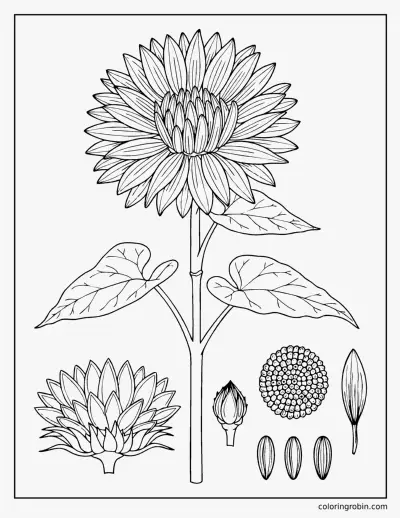 Sunflower Botanical Study coloring page