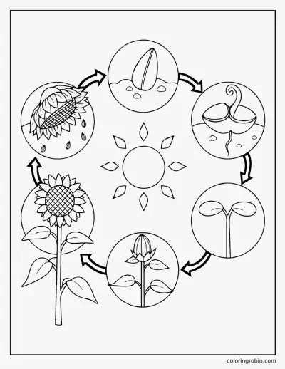 Sunflower Life Cycle coloring page