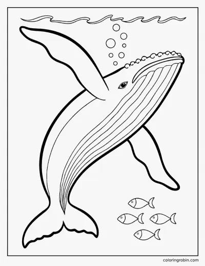 Humpback Whale coloring page