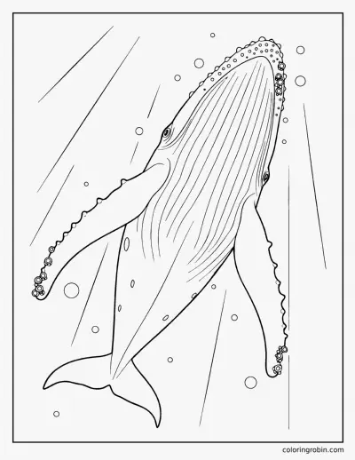 Realistic Whale coloring page